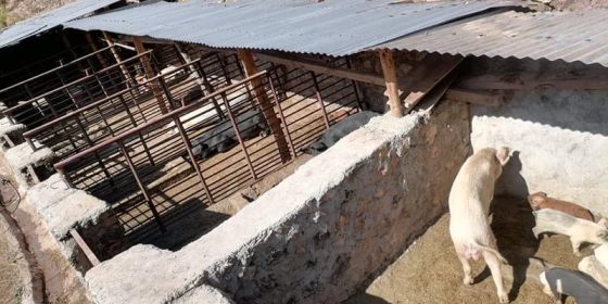 बंगुरपालनबाट वार्षिक १८ लाख आम्दानी