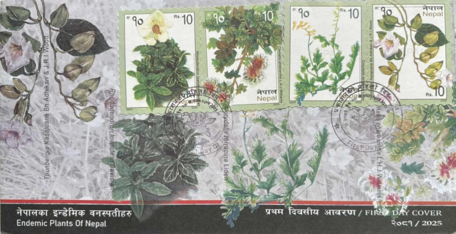 दुर्लभ वनस्पति ‘थुनबर्जिया कसजूआना’ डाक टिकटमा, यसरी पत्ता लगाएका थिए चौताराका कसजूले